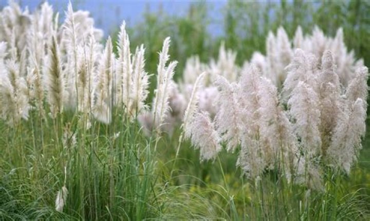 is pampas grass poisonous to dogs
