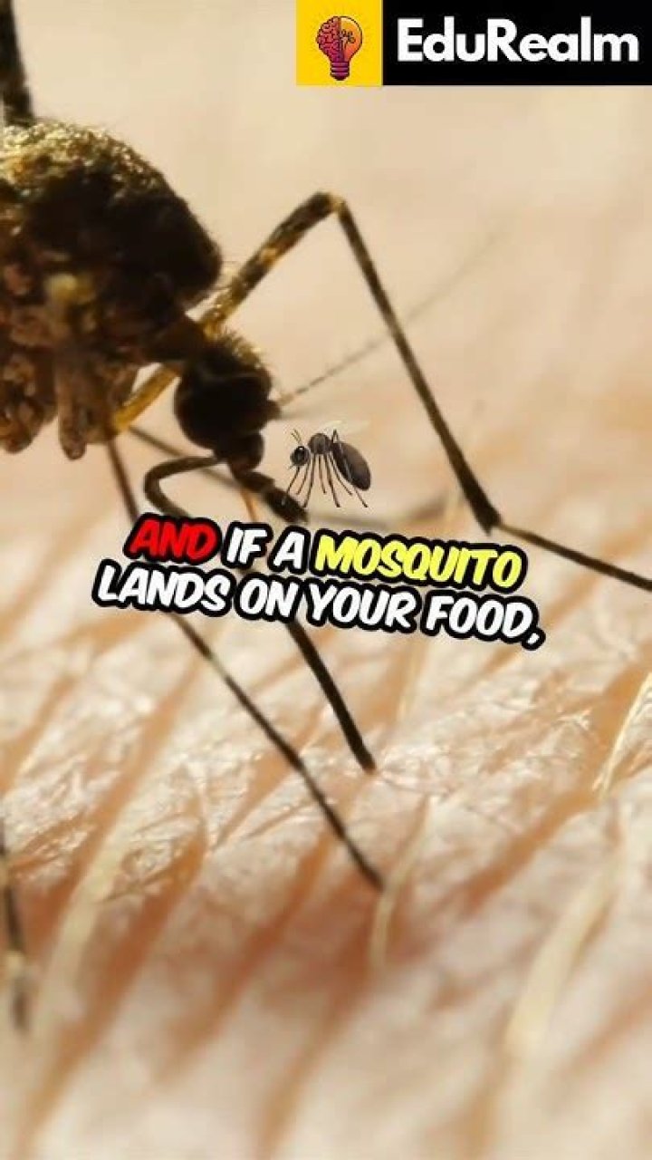 what happens if you swallow a mosquito